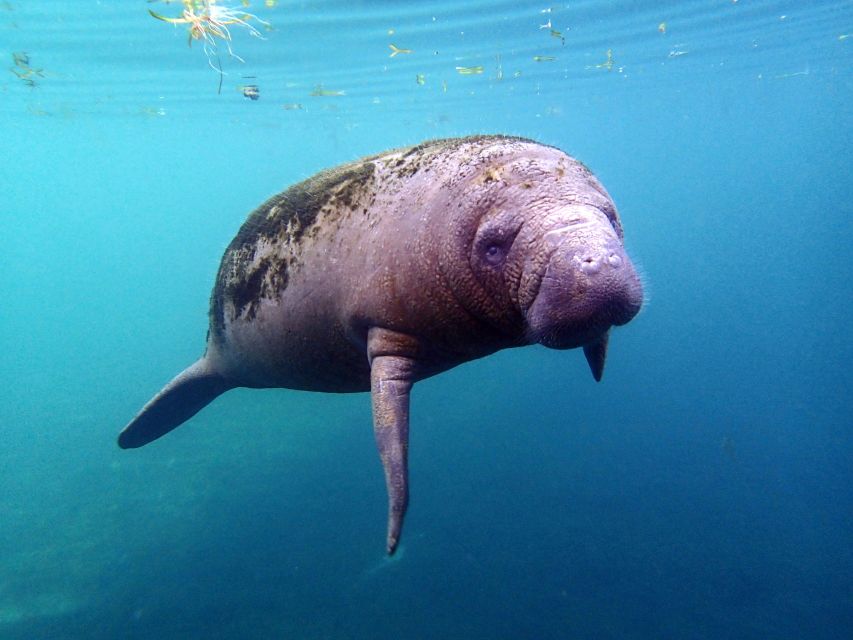 Crystal River: Snorkel with Manatees & Dolphin Airboat Trip - Why the passive interaction lesson matters
