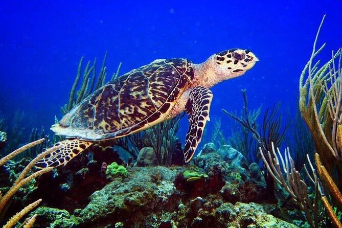 Culebra Snorkel and Beach Day with Lunch and Drinks - Lunch, snacks, and the open-bar element
