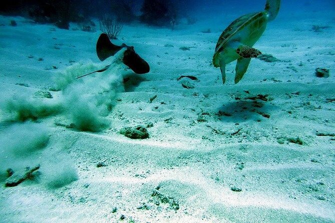 Culebra Snorkel and Beach Day with Lunch and Drinks - Who will enjoy this boat day most?