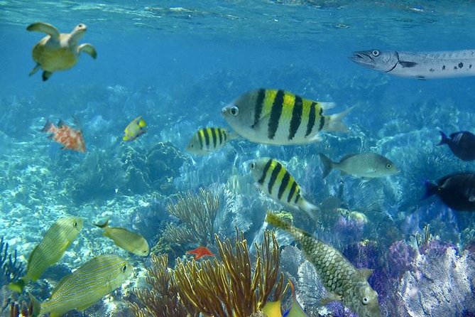 Culebra Snorkeling Tour by Catamaran from Fajardo - Handling the rough-water problem