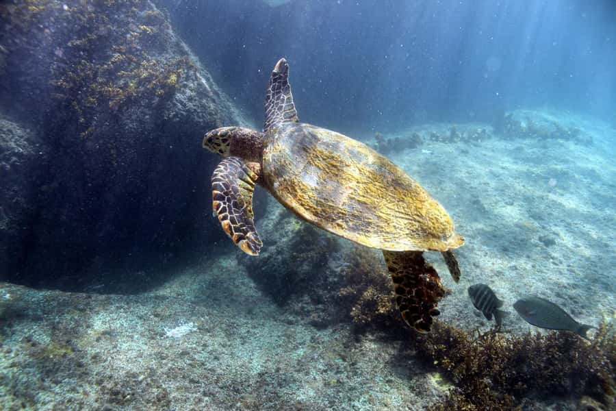 Curieuse Guided Tour, St Pierre, BBQ & 2 Snorkel Stops - Why this Curieuse day works so well from Praslin