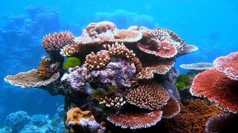 Da Nang/Hoi An:Explore Cham Island and Snorkeling tour 1 Day - Key points to know before you book