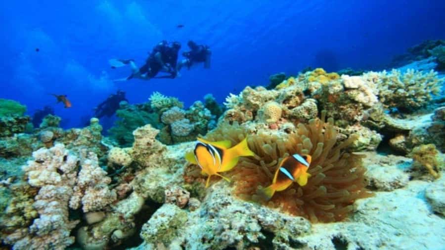 Da Nang/Hoi An:Explore Cham Island and Snorkeling tour 1 Day - Getting to Cua Dai Wharf and Cham Island
