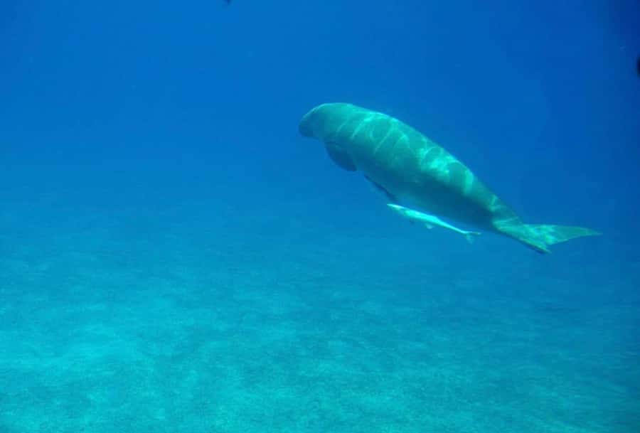 Dahab: luxury Snorkeling cruise with buffet lunch - The guide service is the strongest reason to go