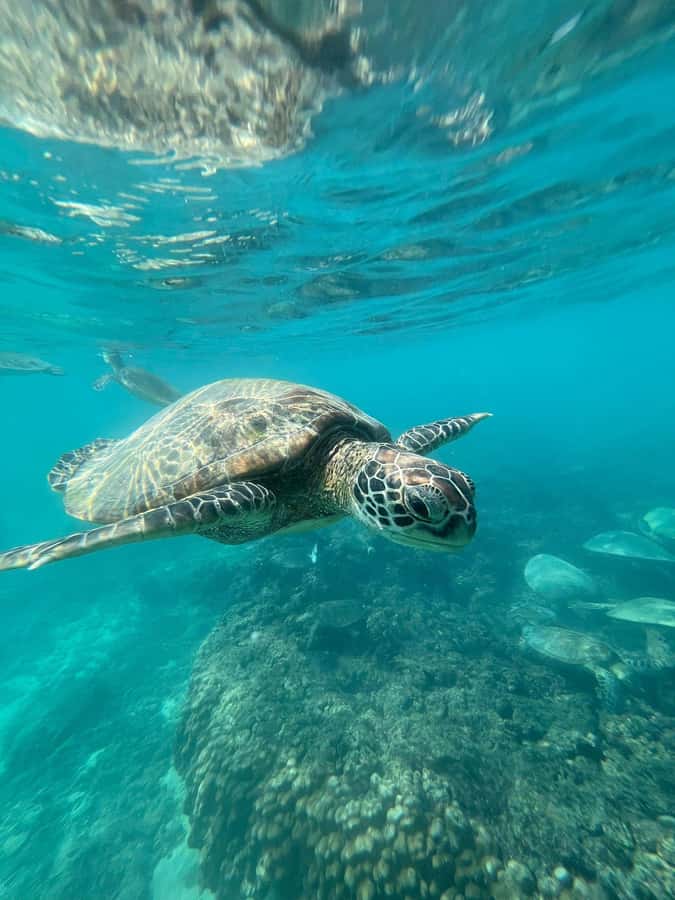 Daymaniyat Island: Snorkelling Tour with Tasty Lunch - Key points to know before you book