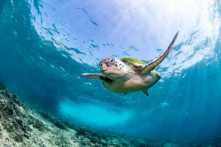 Daymaniyat Island: Snorkelling Tour with Tasty Lunch - The first snorkelling site and the best chance of turtles