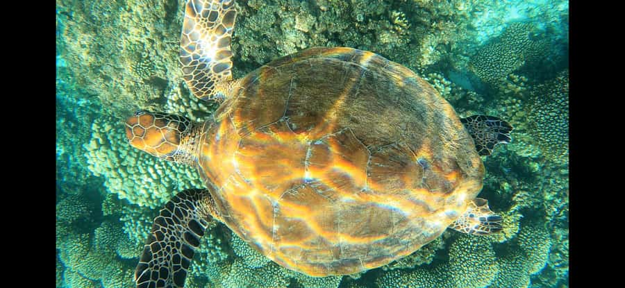 Daymaniyat Island: Snorkelling Tour with Tasty Lunch - Is $60 good value?