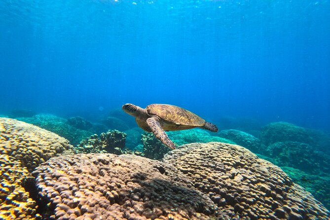 Daymaniyat Islands Snorkeling Sharing Trip - Starting at Al Mouj Marina at 8:00 am