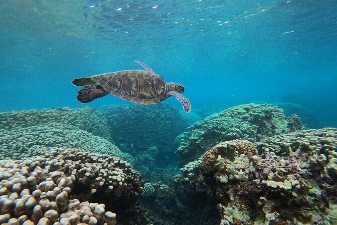 Daymaniyat Islands Snorkeling Sharing Trip - What you can see beneath the surface