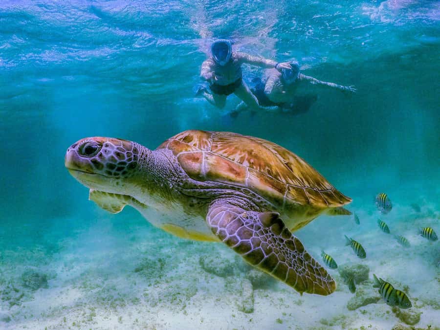 Daymaniyat Islands Snorkeling with Picnic Lunch - Jabal Kabeer, Coral Garden, and Turtle Bay