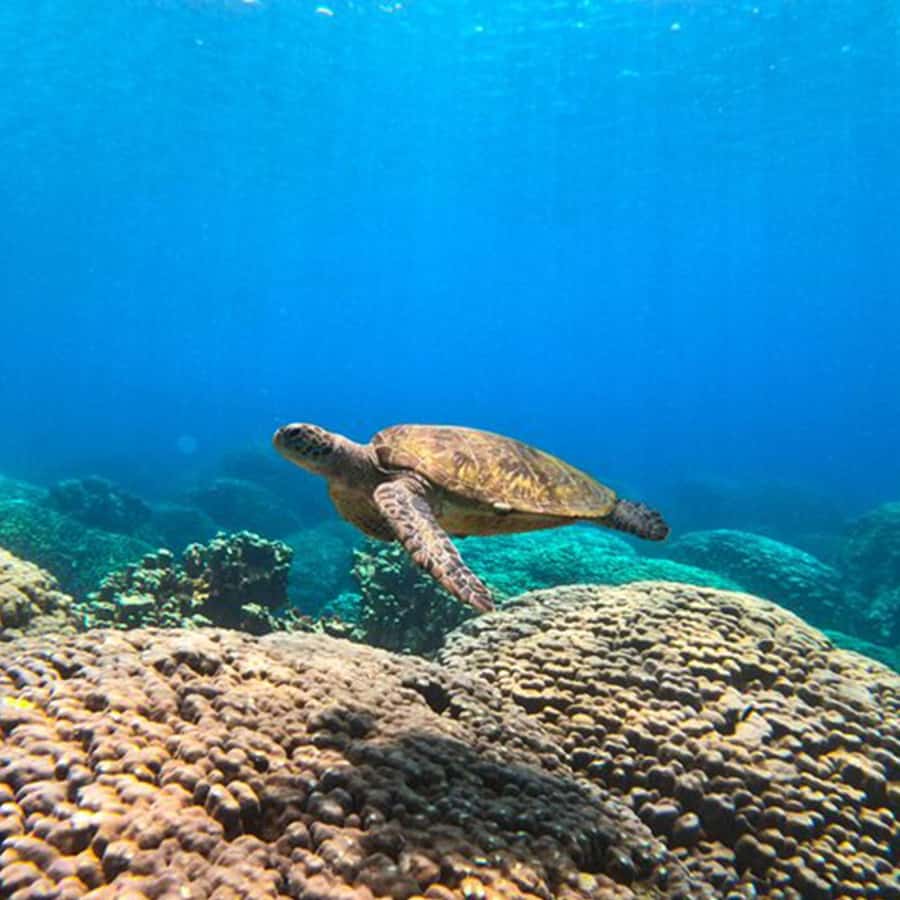 Daymaniyat Islands Snorkeling with Picnic Lunch - Kayaking, Paddle Boats, and the Island Walk