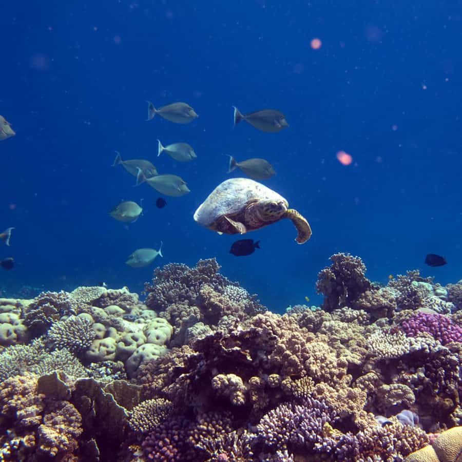 Daymaniyat Islands Snorkeling with Picnic Lunch - Why Multiple Water Stops Matter