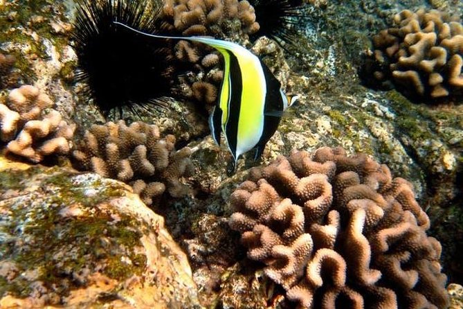 Deluxe Morning Snorkeling Adventure - Kealakekua Bay and Captain Cook Monument
