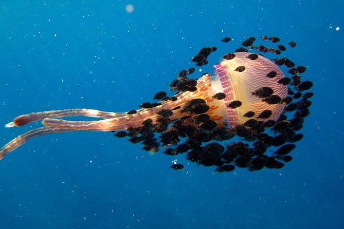 Deluxe Morning Snorkeling Adventure - Snacks, gear, and the small comforts