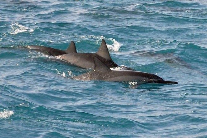 Deluxe Snorkel & Dolphin Watch Aboard a Luxury Catamaran from Kailua-Kona - A BBQ lunch that adds real value