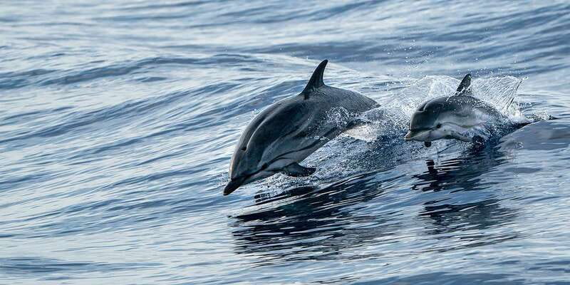 Destin: Snorkeling Cruise with 2 Stops and Dolphin Watching - Guides, safety, and the feel onboard