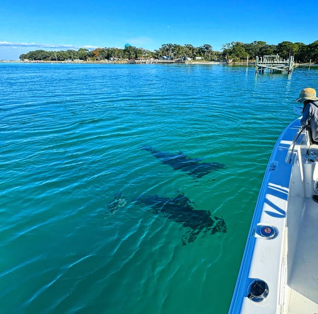 Destin: Snorkeling, Dolphins, and Crab Island - The jetties: deeper water and more marine life