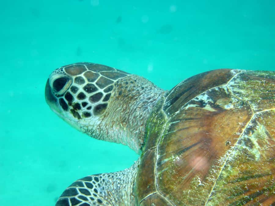 Diani Beach: Kisite Marine Park Dhow & Snorkeling with Lunch - Who Will Enjoy This Day Most