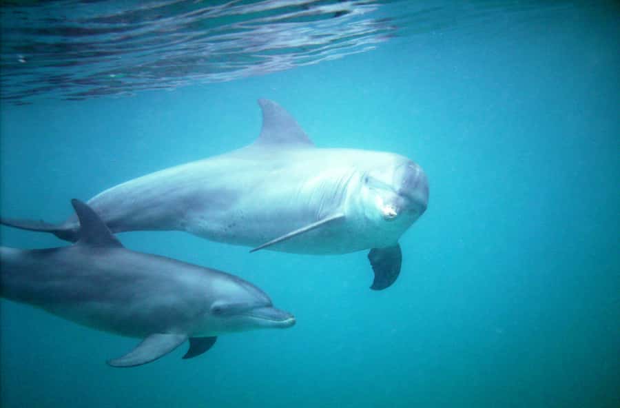 Diani Beach: Kisite Marine Park Dhow & Snorkeling with Lunch - Snorkeling at Kisite Marine Park