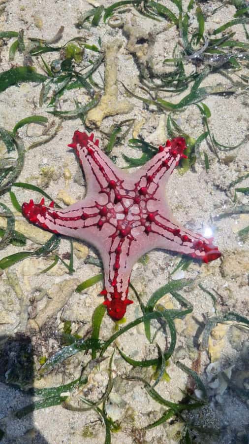 Diani: Snorkeling and Swimming at African Pool in Tiwi Beach - Timing, language, and booking details