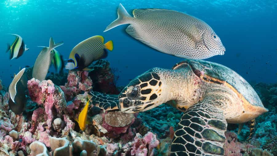 Discover Tumbatu Island: Private Snorkeling Adventure - A short boat ride from Kendwa to Tumbatu