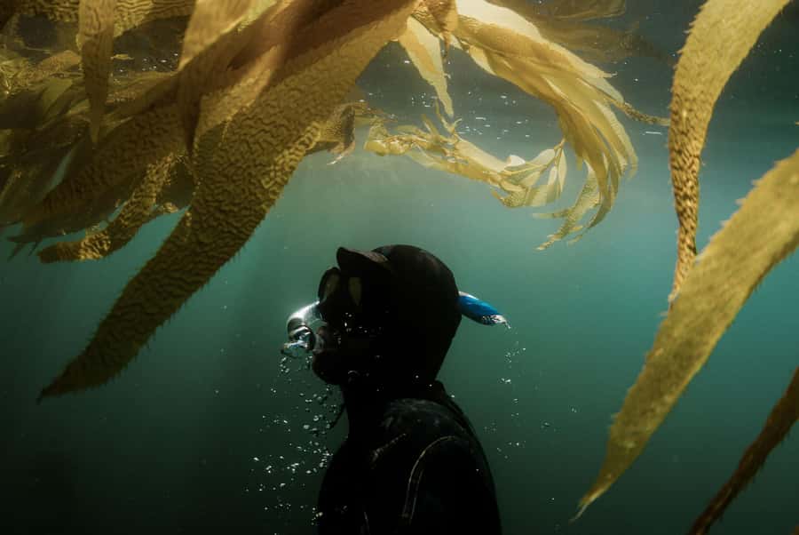 Discover Tumbatu Island: Private Snorkeling Adventure - Weather, jellyfish, and safety concerns