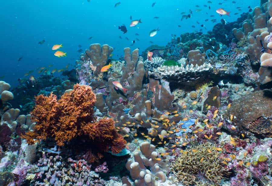 Discover Tumbatu Island: Private Snorkeling Adventure - What the guides do well