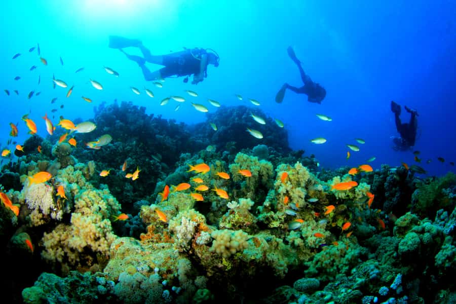 Discover Tumbatu Island: Private Snorkeling Adventure - Who will enjoy this Tumbatu trip?