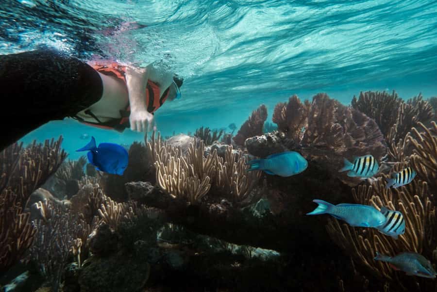 Discover Tumbatu Island: Private Snorkeling Adventure - What the three-hour outing actually includes