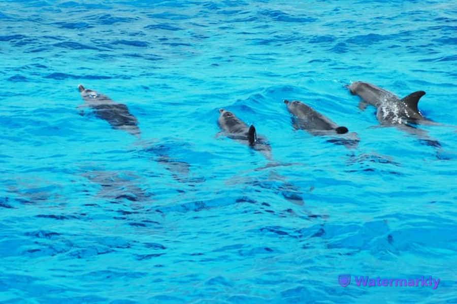 Dolphin house snorkeling trip - Key points to know before booking