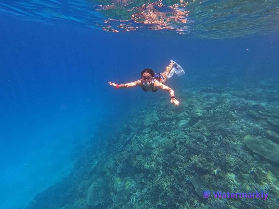 Dolphin house snorkeling trip - Why Dolphin House is the right kind of dolphin trip