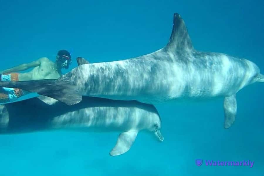 Dolphin house snorkeling trip - What happens at Dolphin House