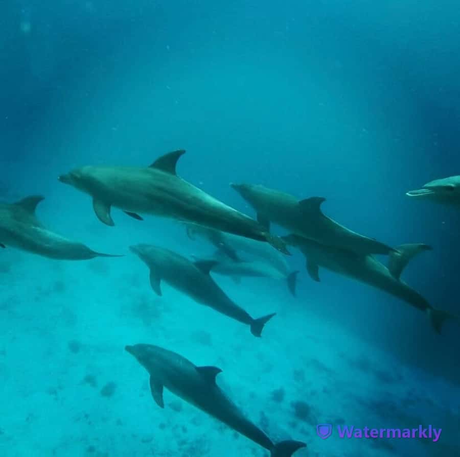 Dolphin house snorkeling trip - Practical advice for a better day