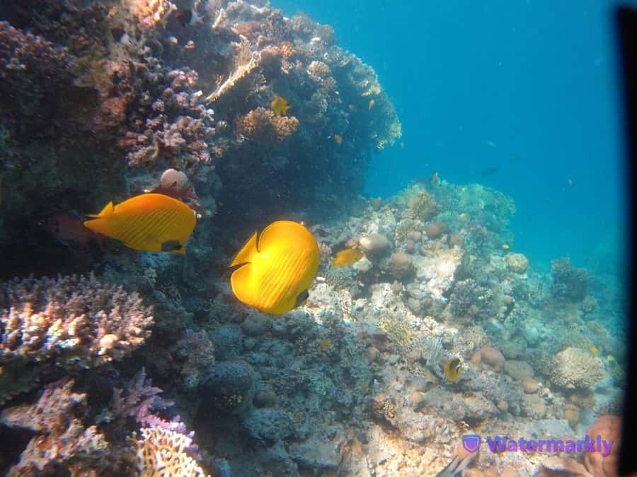 Dolphin house snorkeling trip - The strongest parts of the experience
