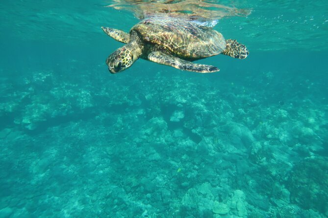 Dolphin, Sea Cave, Captain Cook, Kealakekua Bay Reef Snorkeling - Who gets the best value for $89
