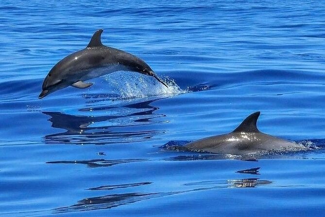 Dolphin Shelling Snorkeling Cruise in Tampa - At a glance