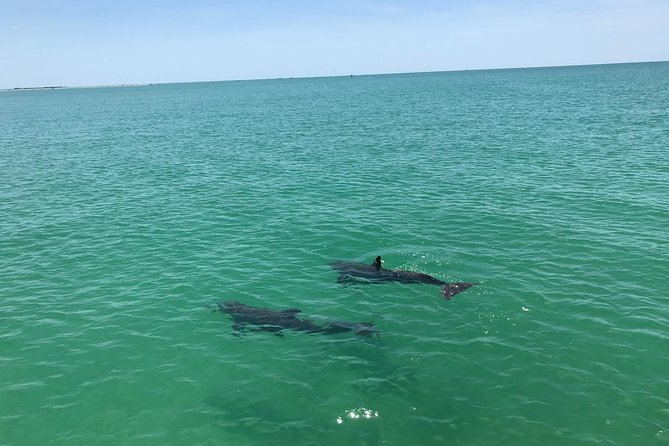 Dolphin Shelling Snorkeling Cruise in Tampa - The captains shape the day