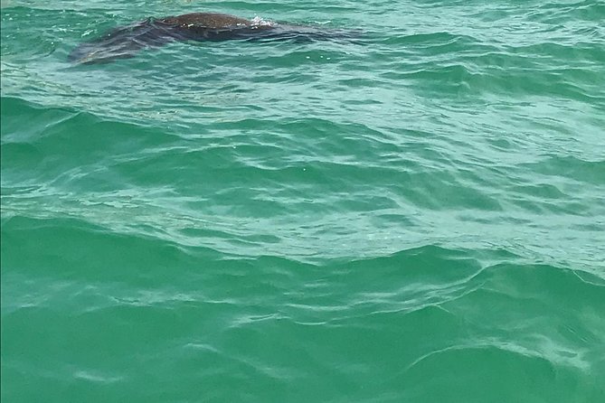 Dolphin Shelling Snorkeling Cruise in Tampa - What the $66.57 price buys you