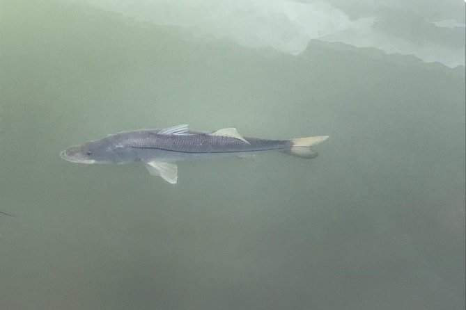 Dolphin Shelling Snorkeling Cruise in Tampa - Weather, minimum numbers, and schedule changes