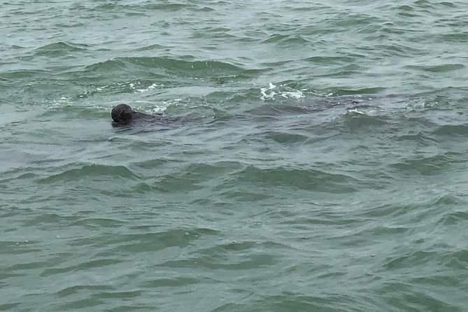 Dolphin Shelling Snorkeling Cruise in Tampa - Dolphins, manatees, and the open-water ride