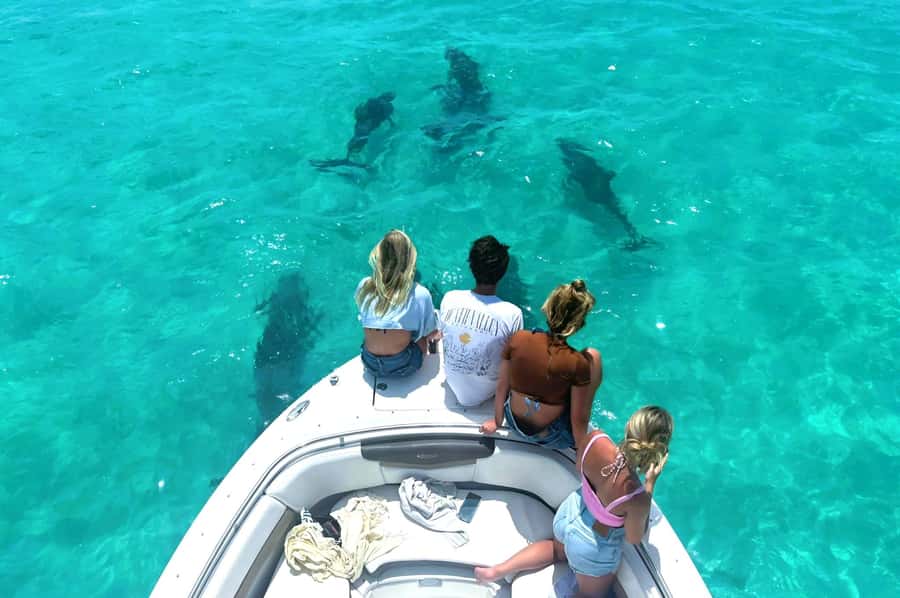 Dolphin & Snorkeling Key West - Key points to know before booking