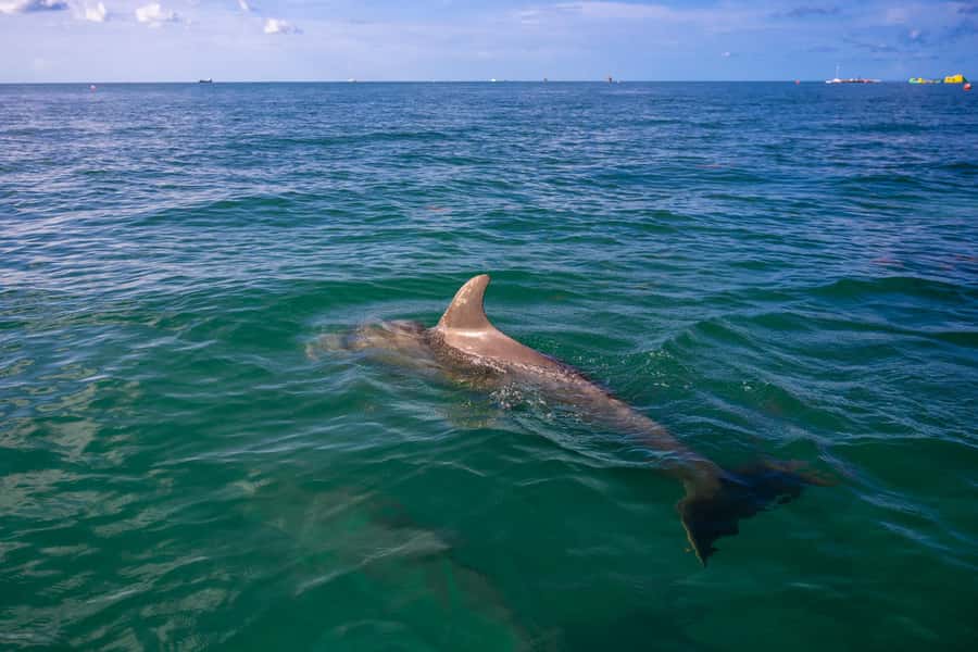 Dolphin & Snorkeling Key West - Snorkeling with gear for beginners and regular swimmers
