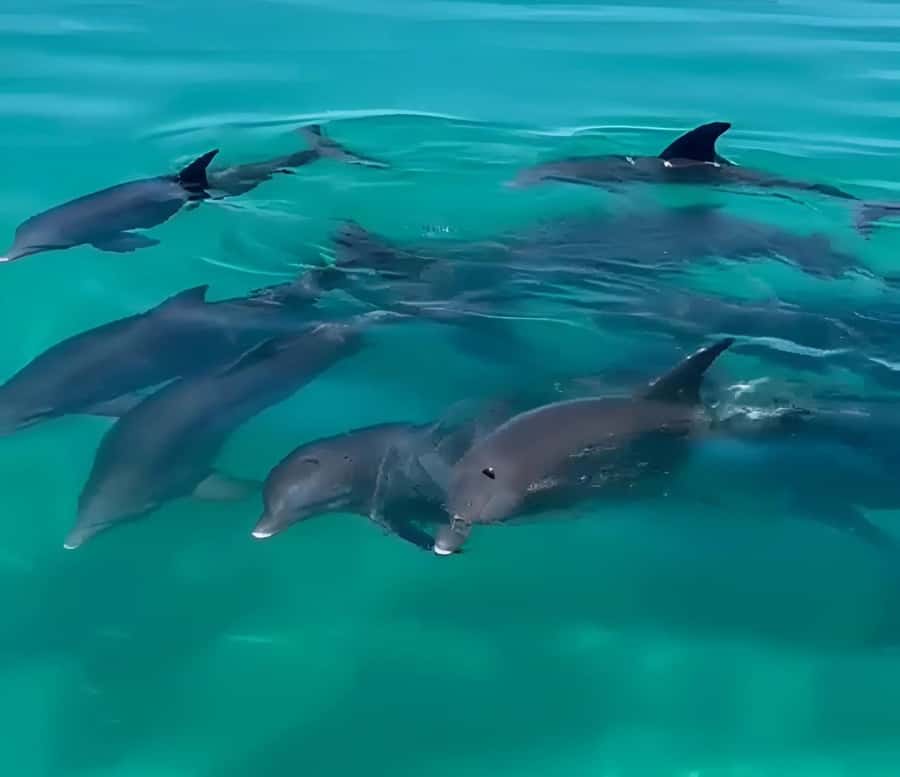 Dolphin & Snorkeling Key West - Slowing down at a secluded sandbar