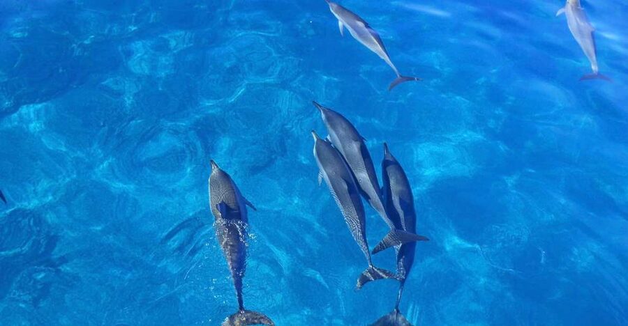 Dolphin Watch Snorkel and BBQ in Kona, Big Island - What lunch really means on this boat