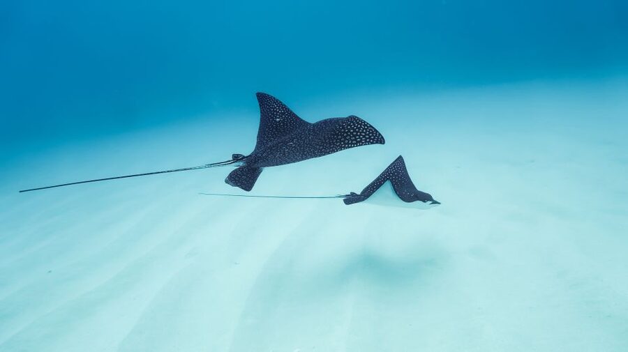 Dolphin Watch Snorkel and BBQ in Kona, Big Island - Gear, comfort, and crew service