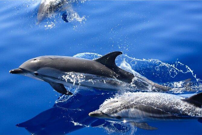Dolphin Watching Mini Cruise and Snorkeling from Lanzarote - The snorkeling stop and what to expect