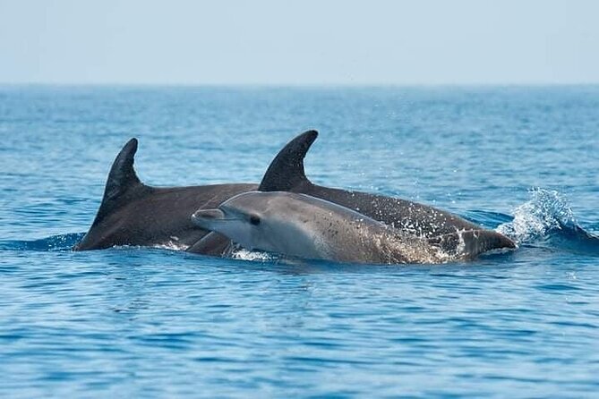 Dolphin Watching Tour with Snorkeling from Olbia - Quick points before you book