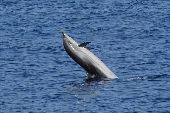 Dolphin Watching Tour with Snorkeling from Olbia - Why this Olbia dolphin trip works so well