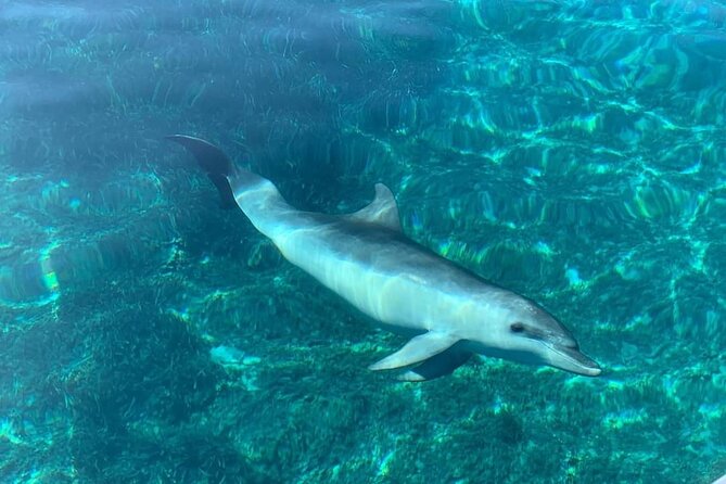 Dolphin Watching Tour with Snorkeling from Olbia - Figarolo Beach: turquoise water and a second chance to snorkel