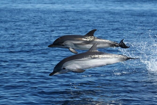 Dolphin Watching Tour with Snorkeling from Olbia - What the small boat and crew add